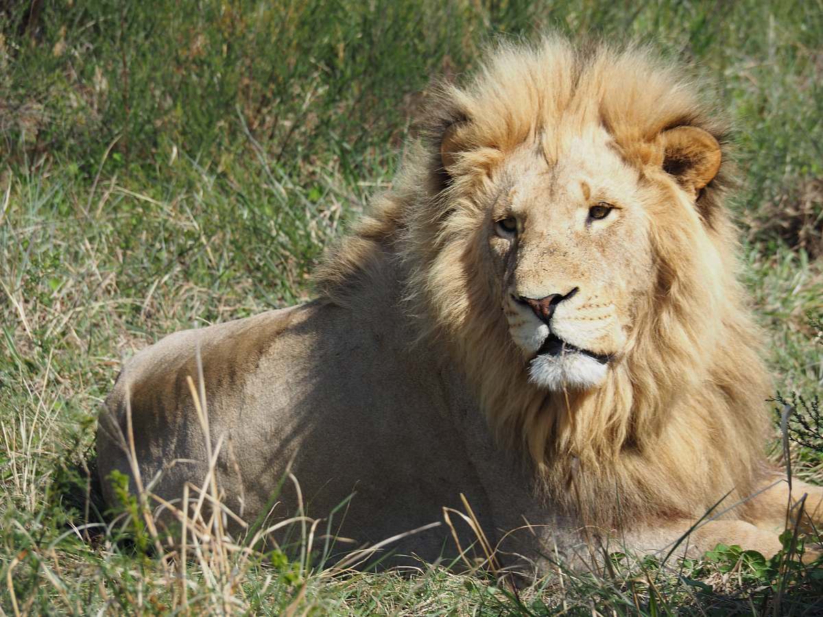 mammal lion laying on ground wildlife
