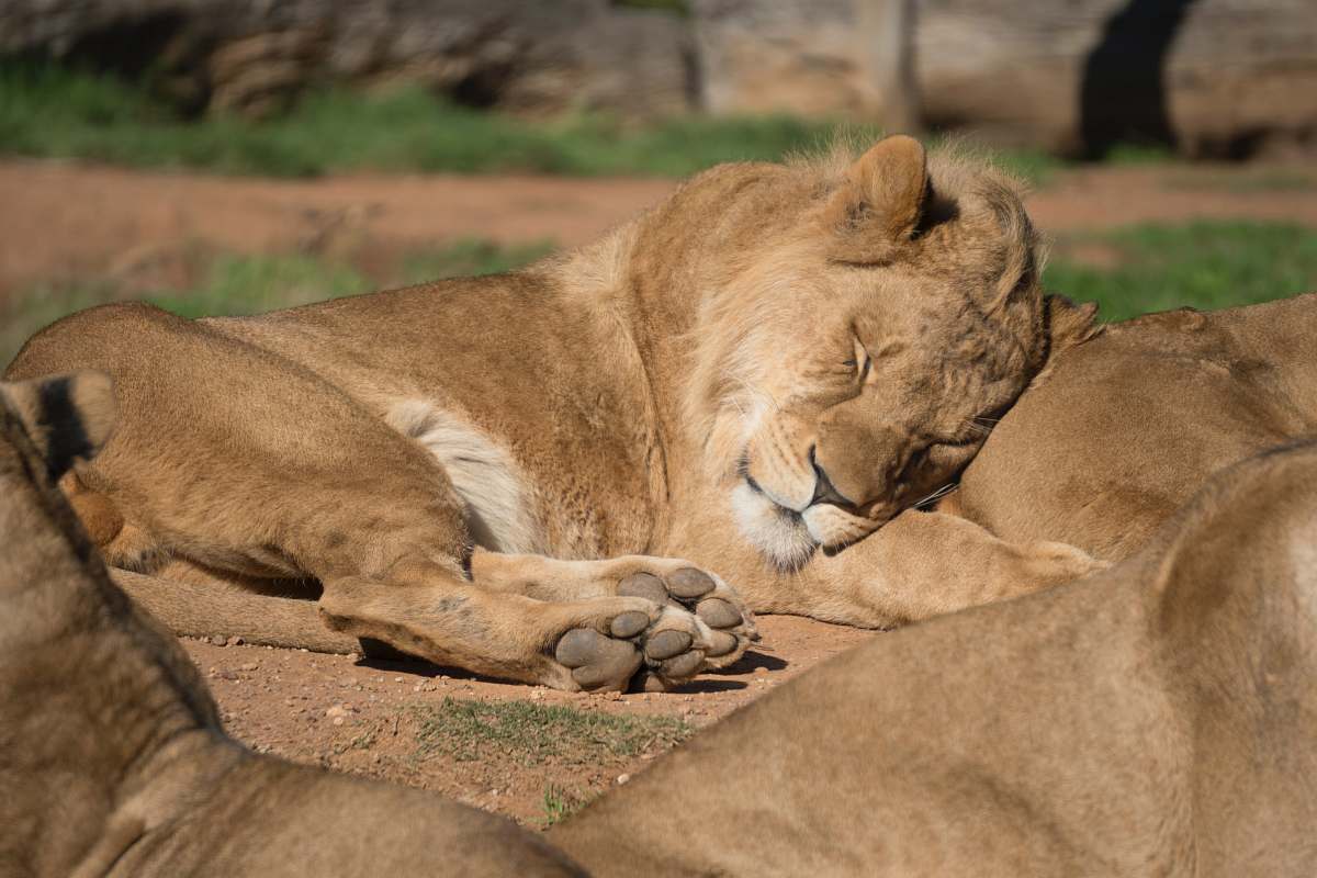 lion lion lies on another lion wildlife
