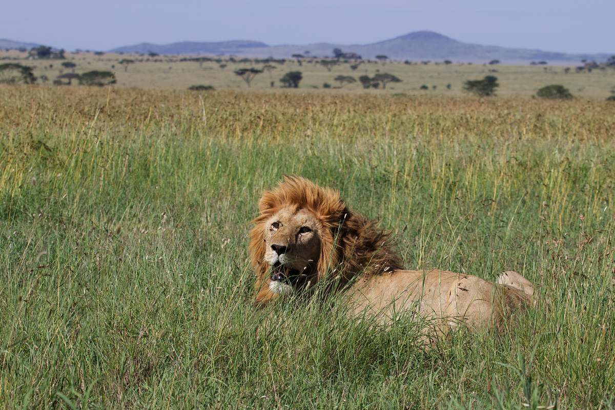 mammal lion lying in grass lion