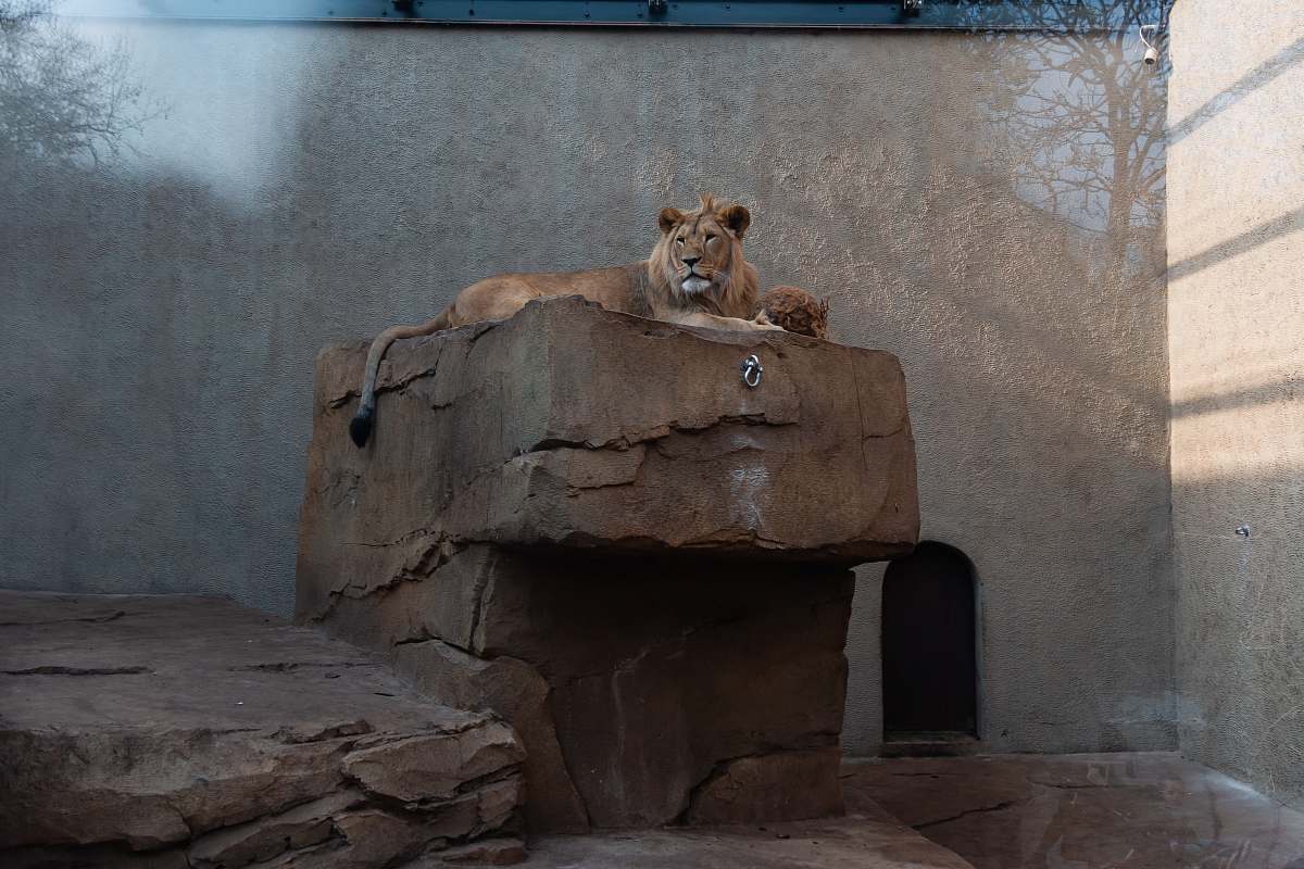 mammal lion on rock in zoo wildlife