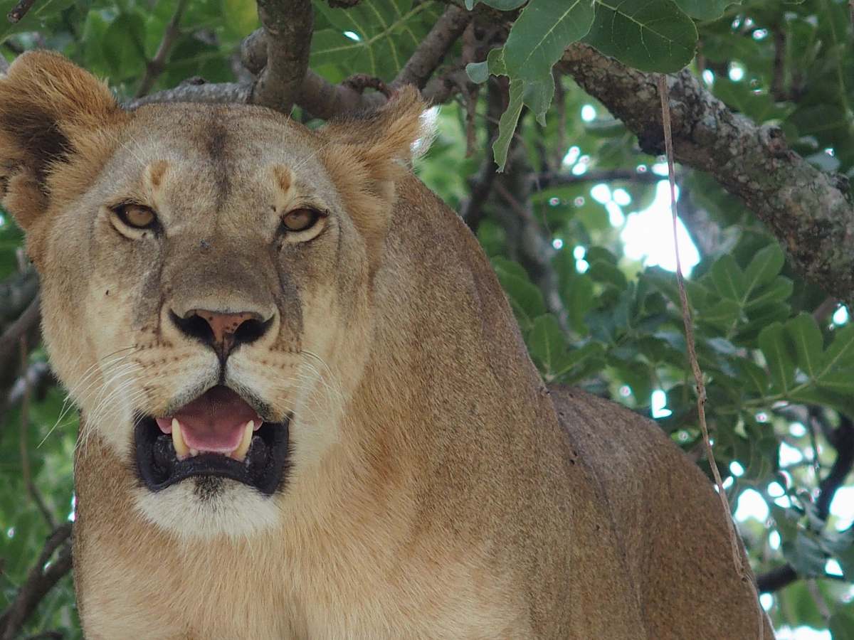 lion lion under tree mammal