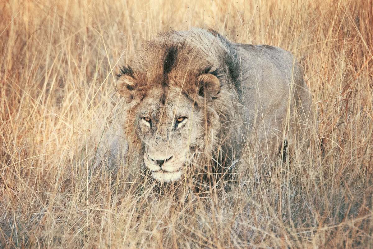 lion lion walking on grassy field during daytime mammal