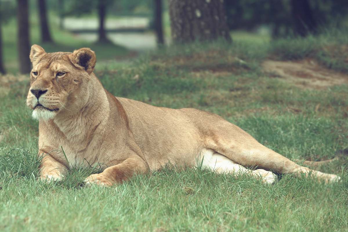 lion lioness lying on grass field mammal