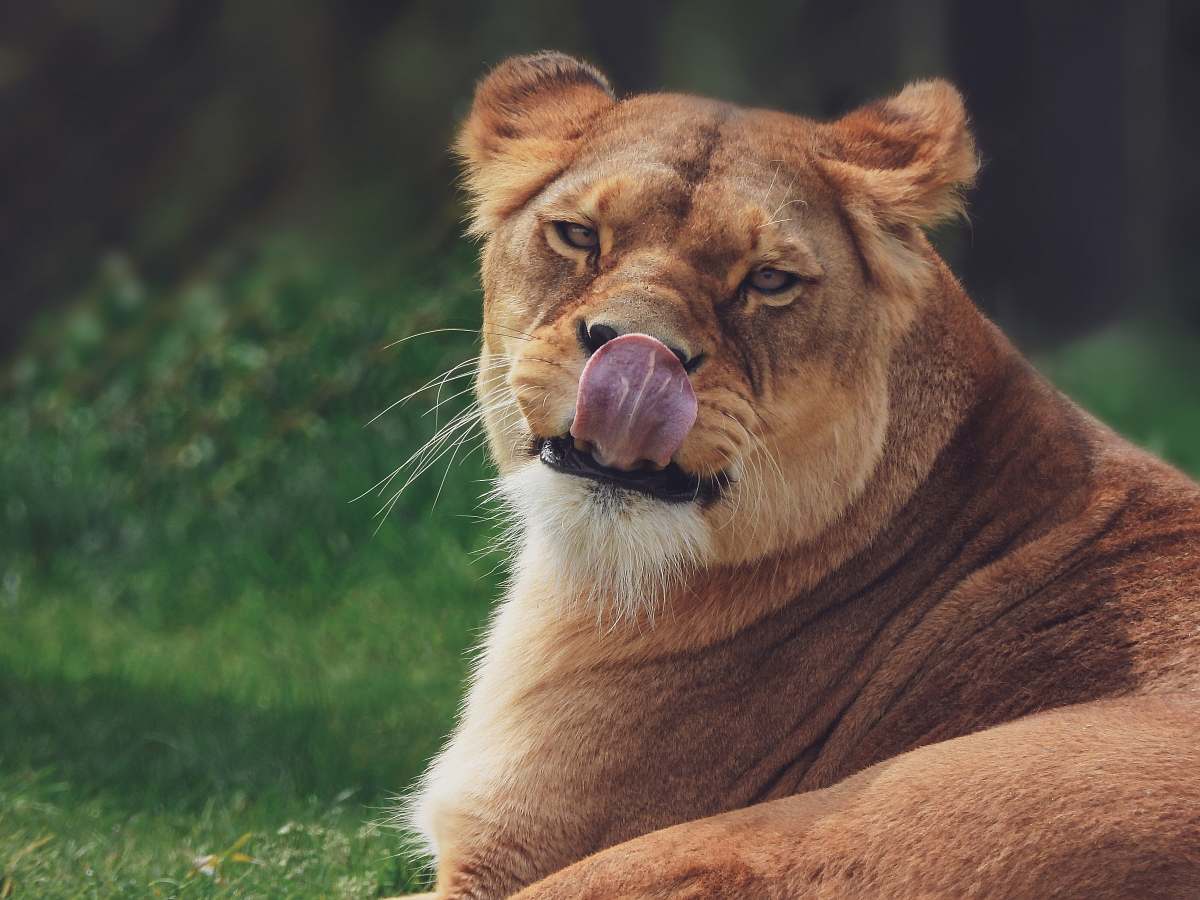 lion lioness lying on grass mammal