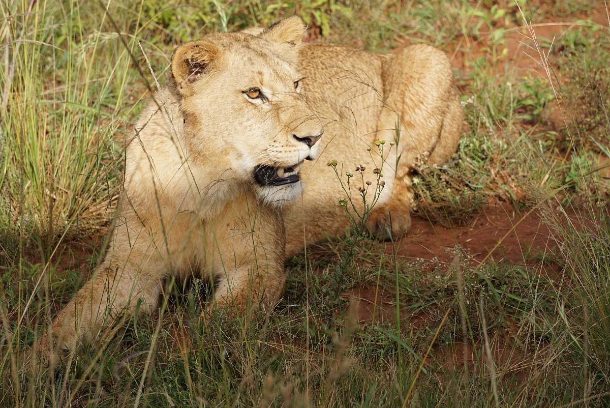 lion lioness prawn laying on grass field mammal