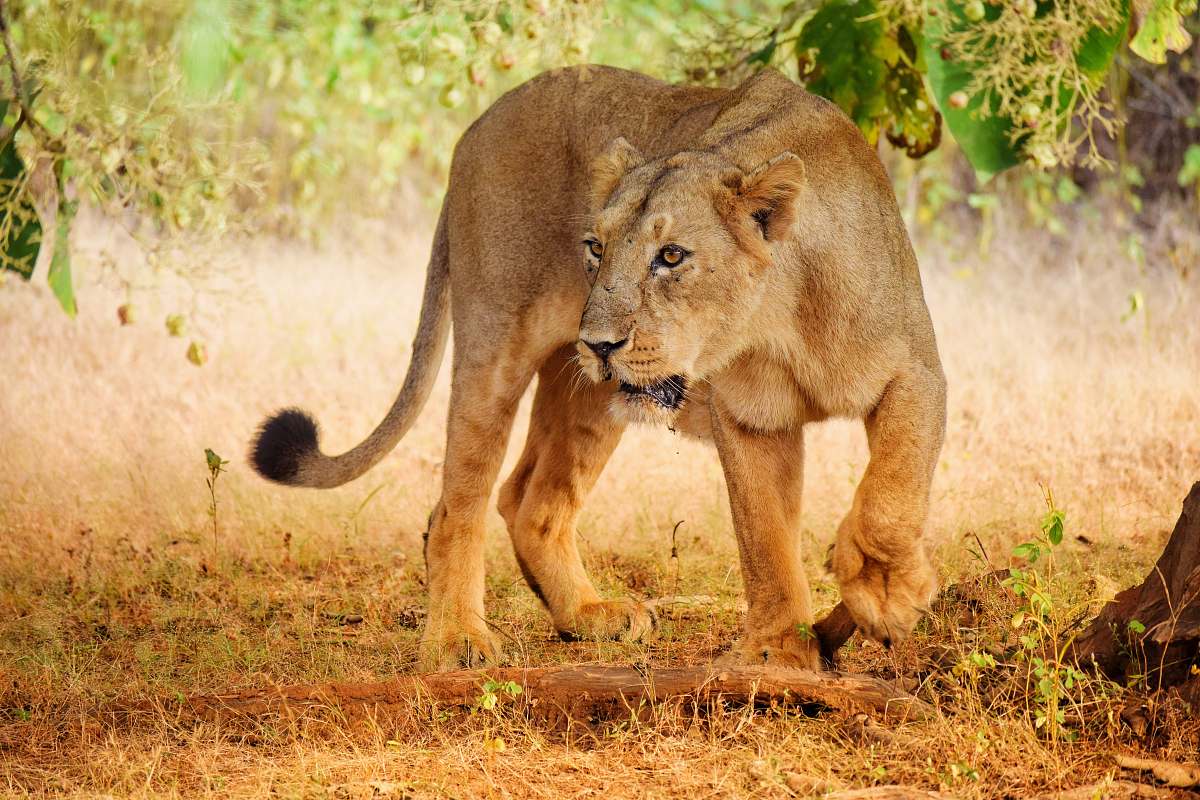 lion lioness under tree mammal