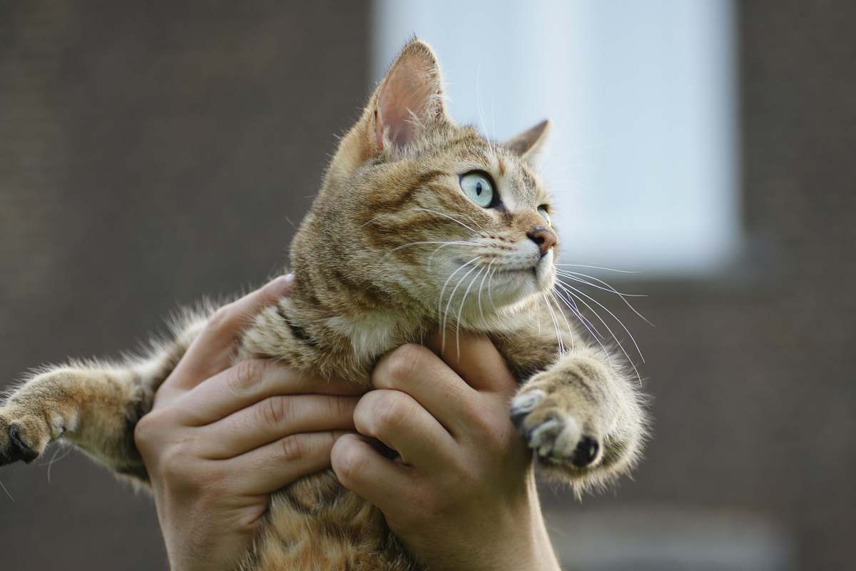 cat person carrying cat mammal