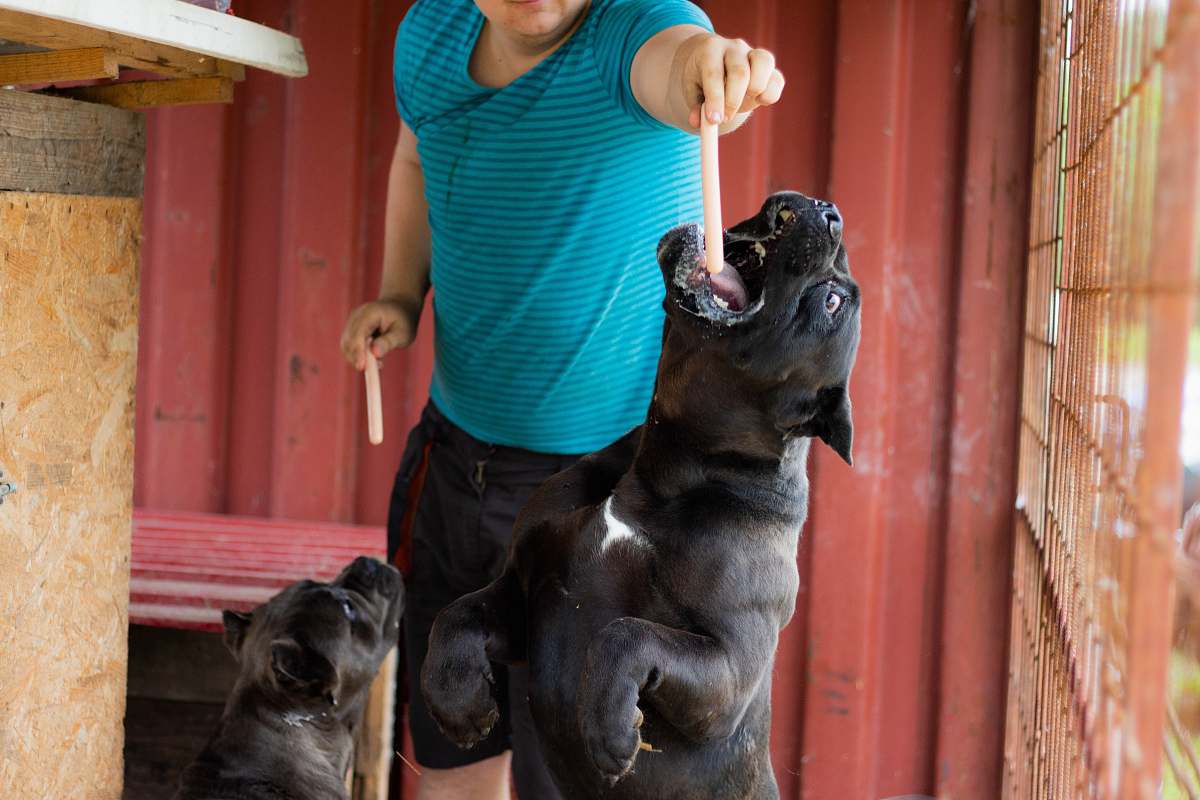 dog person feeding black dog canine