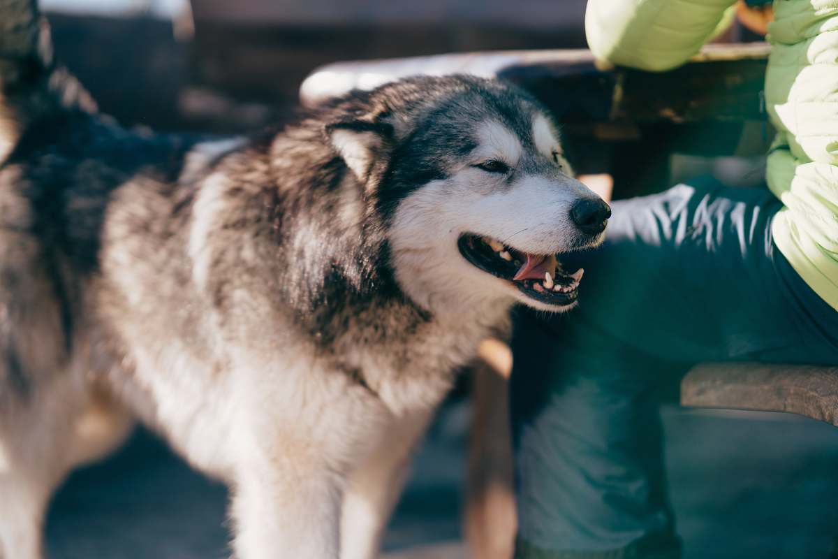 canine selective focus photography of adult black and white Alaskan malamute dog