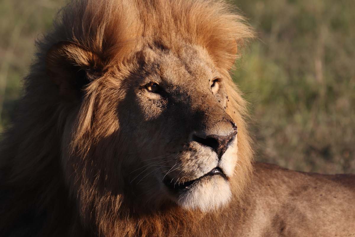 mammal selective focus photography of brown lion during daytime lion
