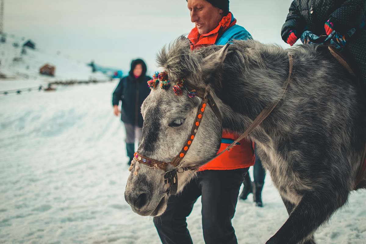 human selective focus photography of horse near man standing person