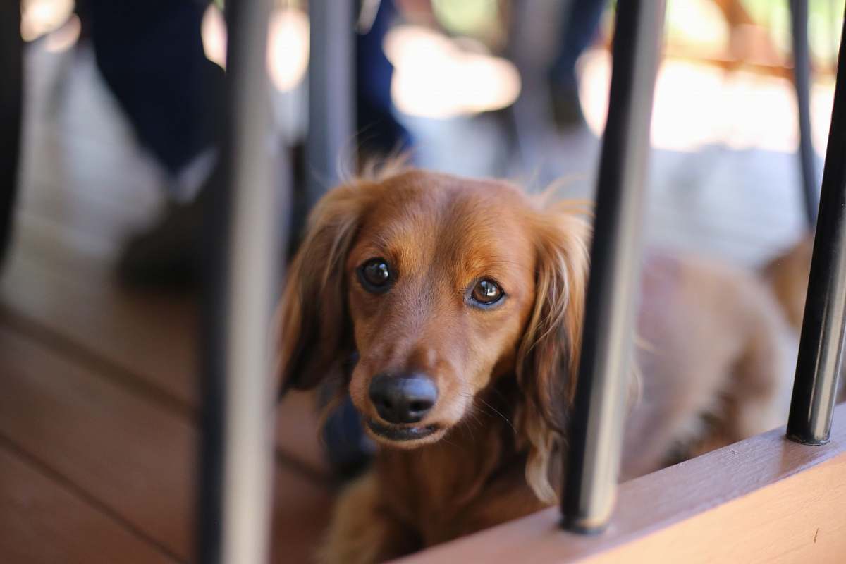 dog selective focus photography of long-coated brown dog canine