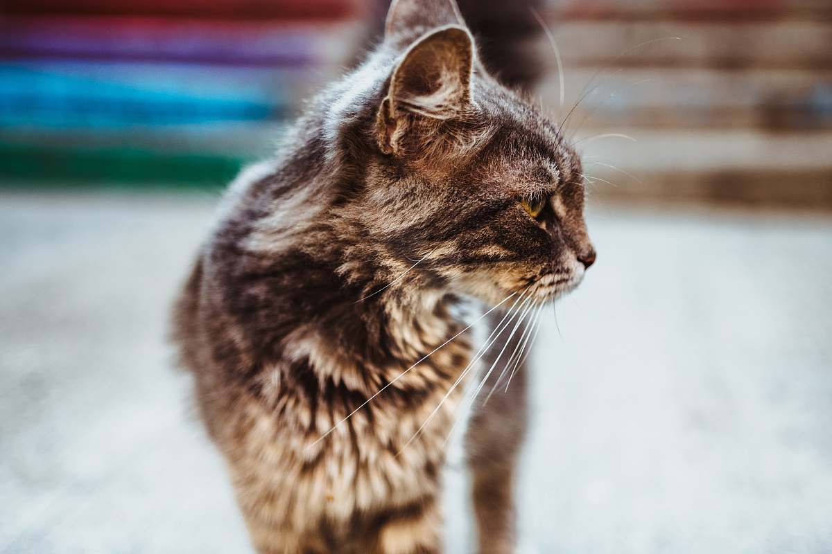 cat selective focus photography of short-fur black cat pet