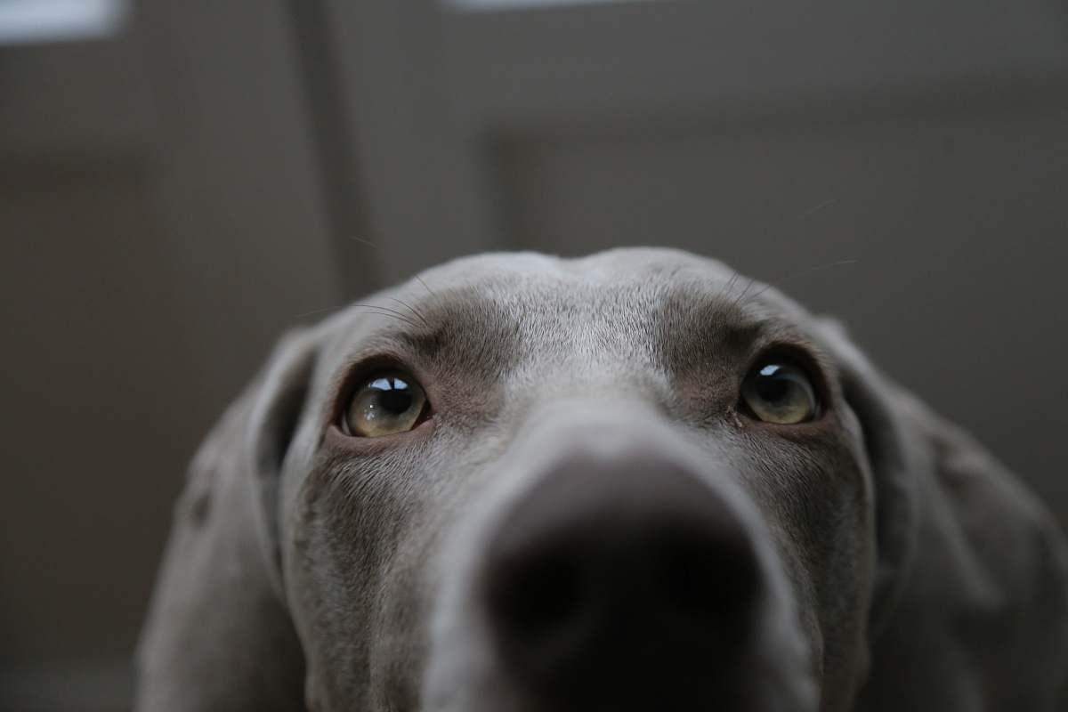 canine short-coated gray dog dog