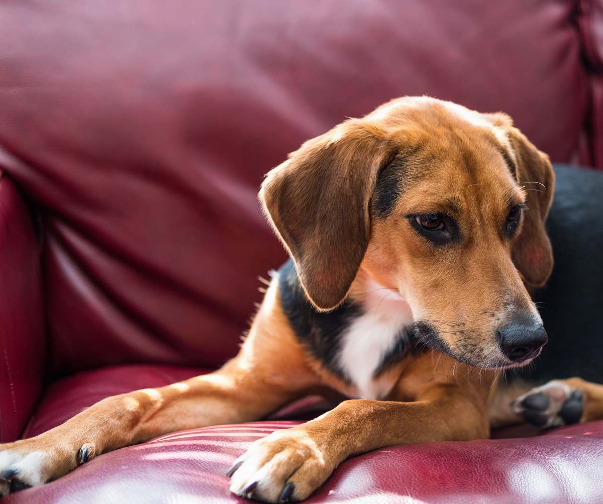 dog short-coated tan, white, and black dog lying on red leather sofa chair canine