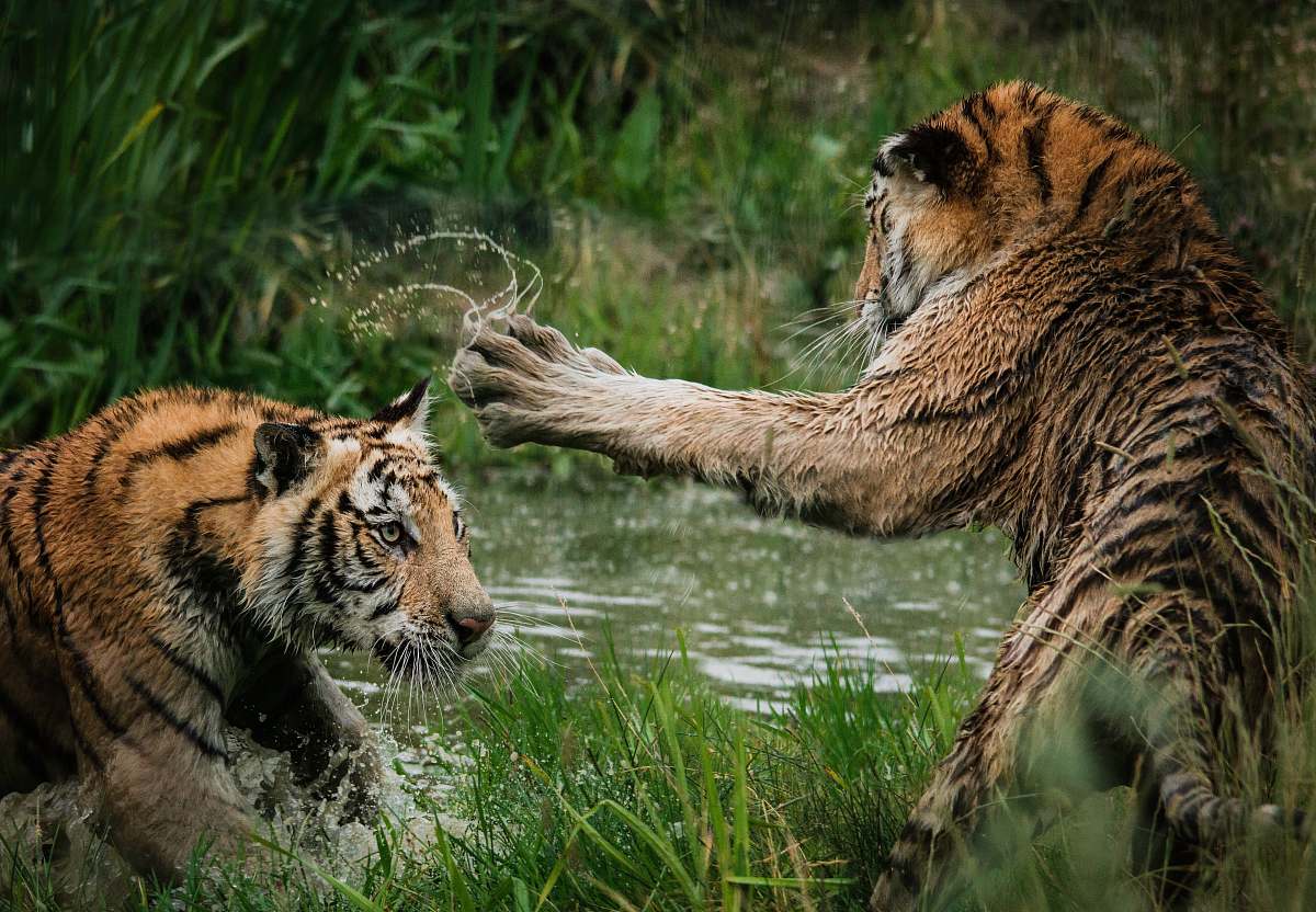 tiger tigers fighting on swamp wildlife