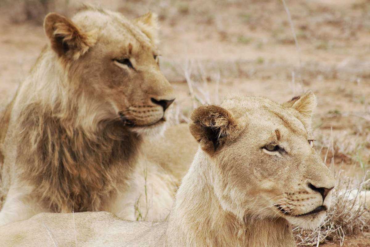 lion two beige lioness mammal