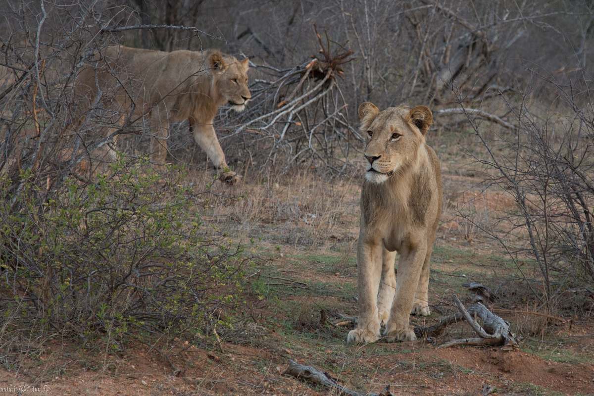 mammal two brown lions beside bare trees lion