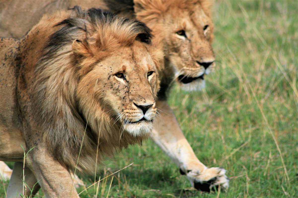 lion two brown lions during daytime mammal