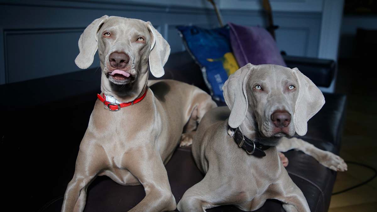 canine two gray dogs on sofa dog