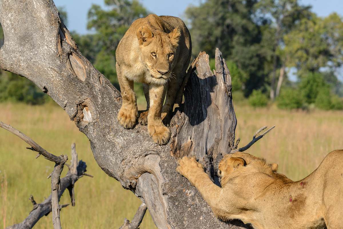 mammal two lion on tree at daytime lion