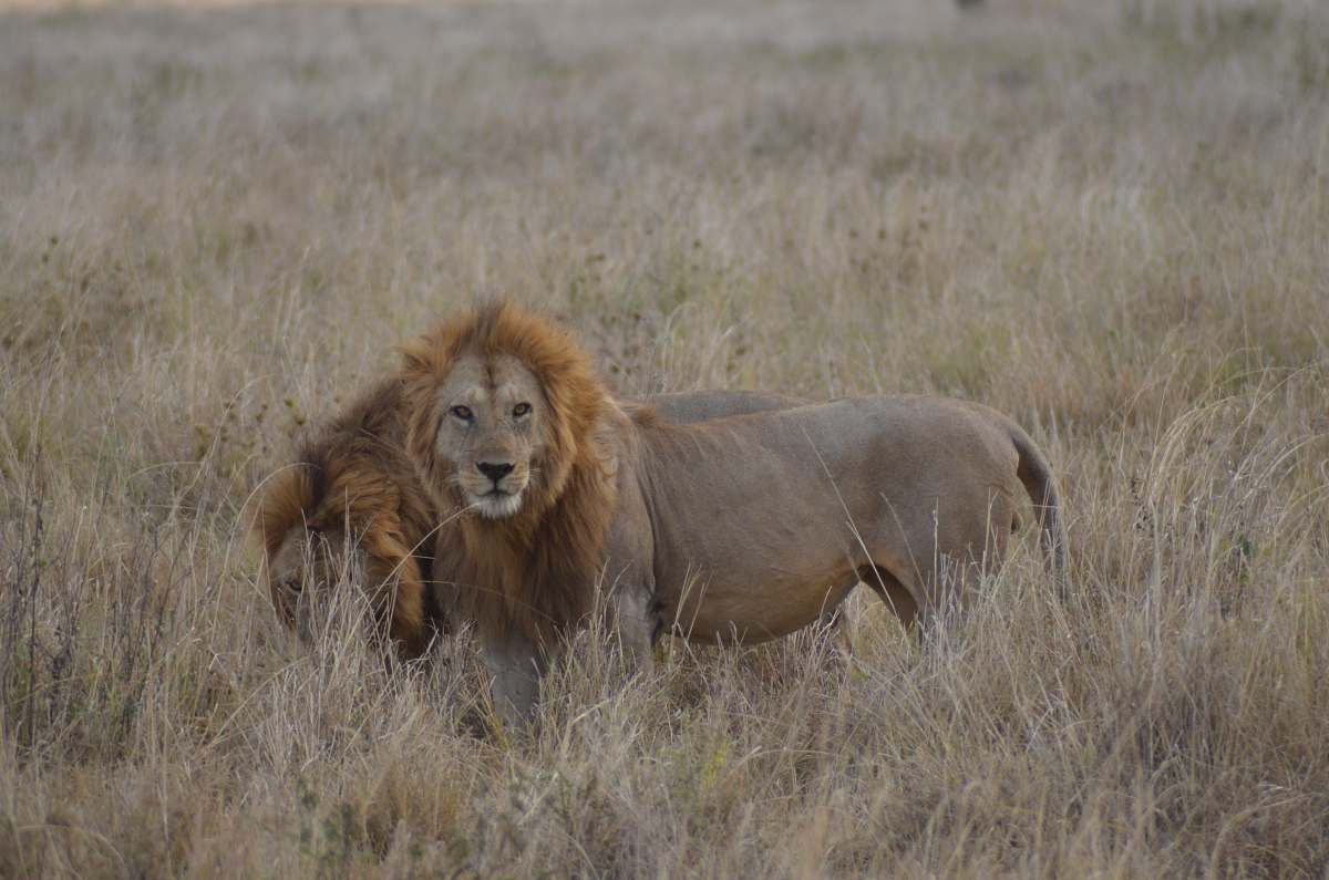 lion two lions on grass field mammal