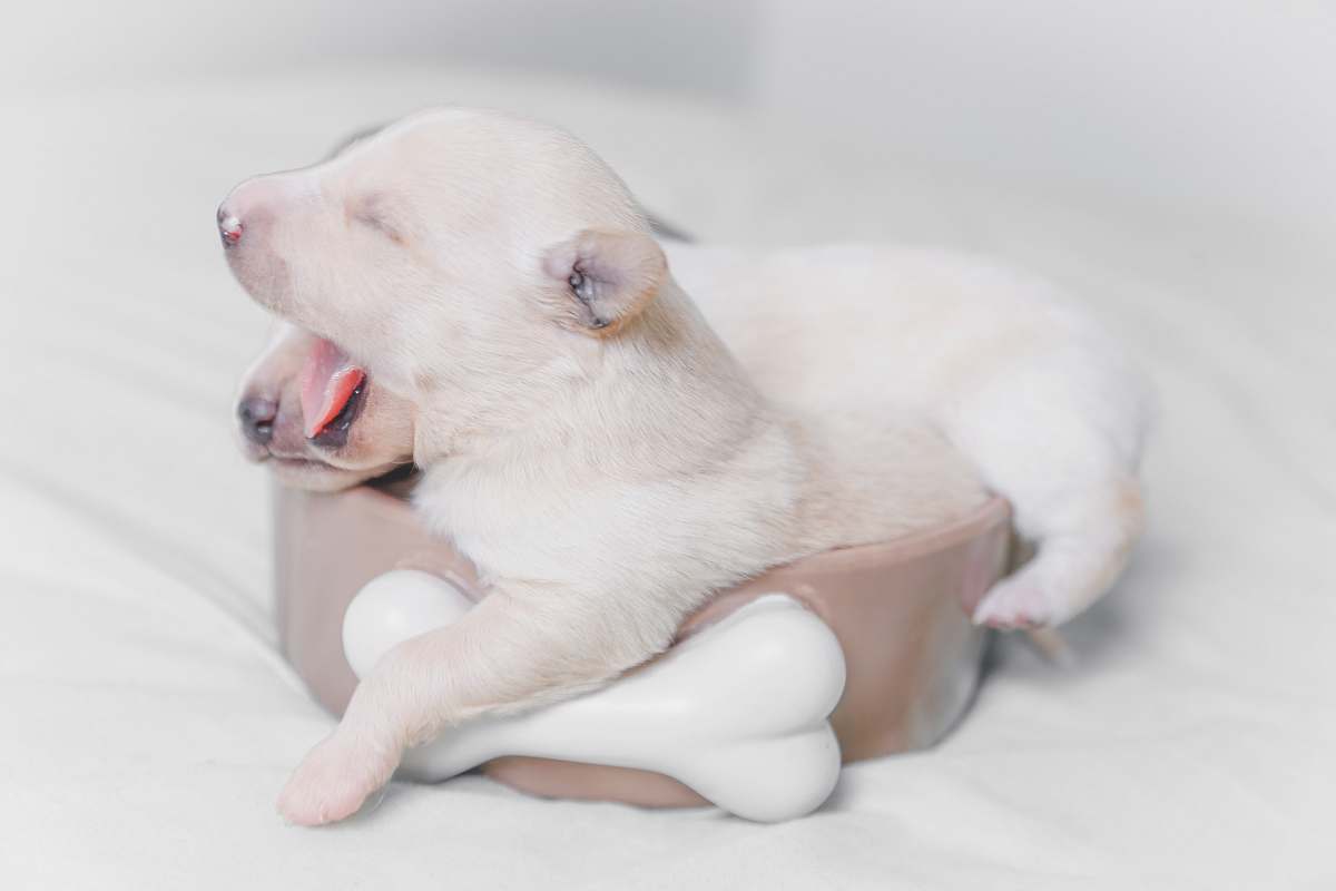pet two white-and-beige puppies sleeping mammal