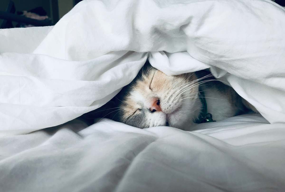 pet white cat sleeps under white comforter cat