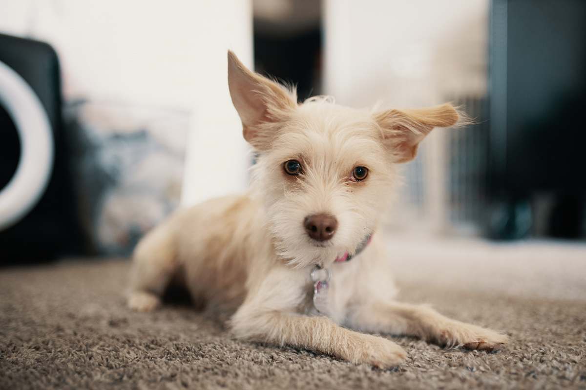 dog white dog with collar lying on floor canine