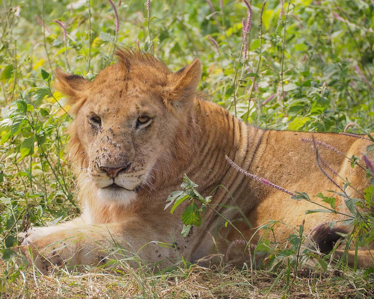 mammal yellow lion reclined on ground lion