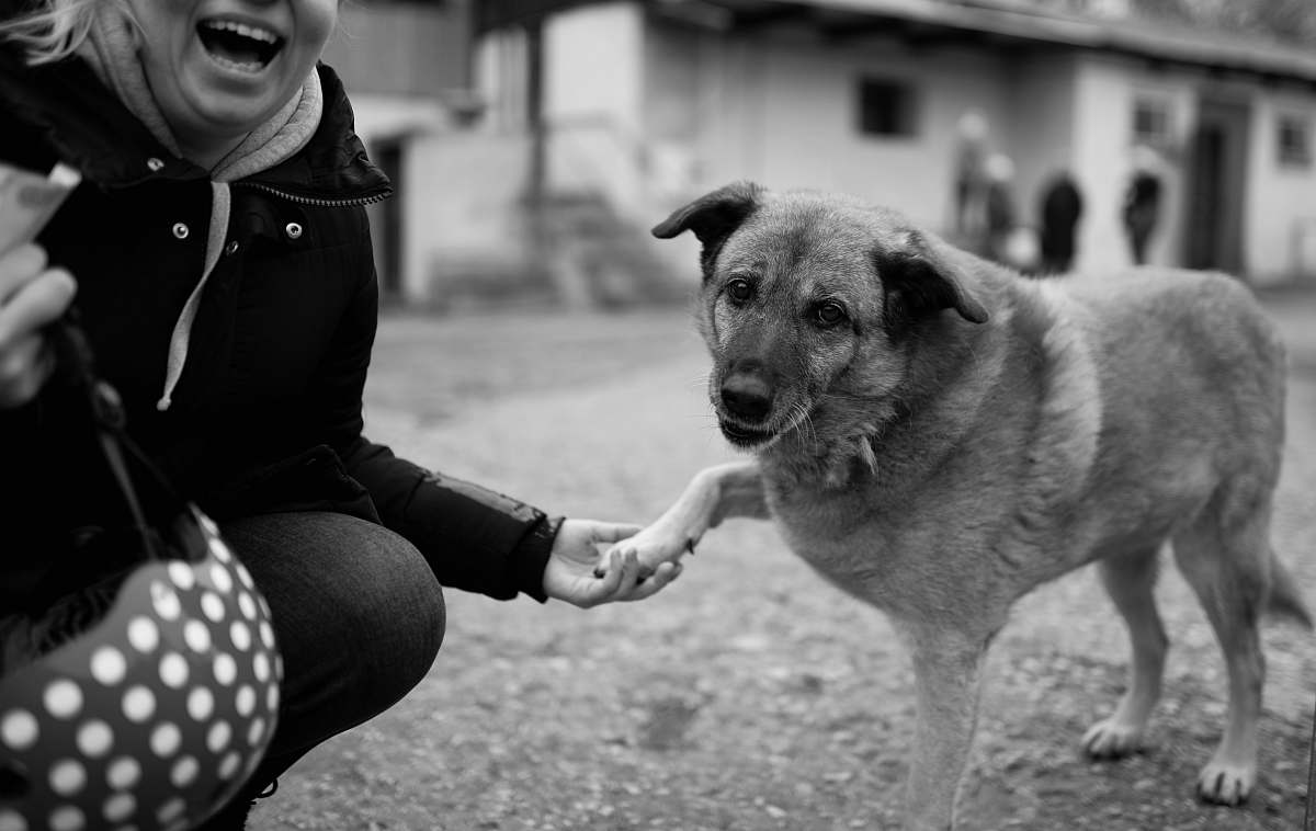 dog grayscale of woman holding dog animal
