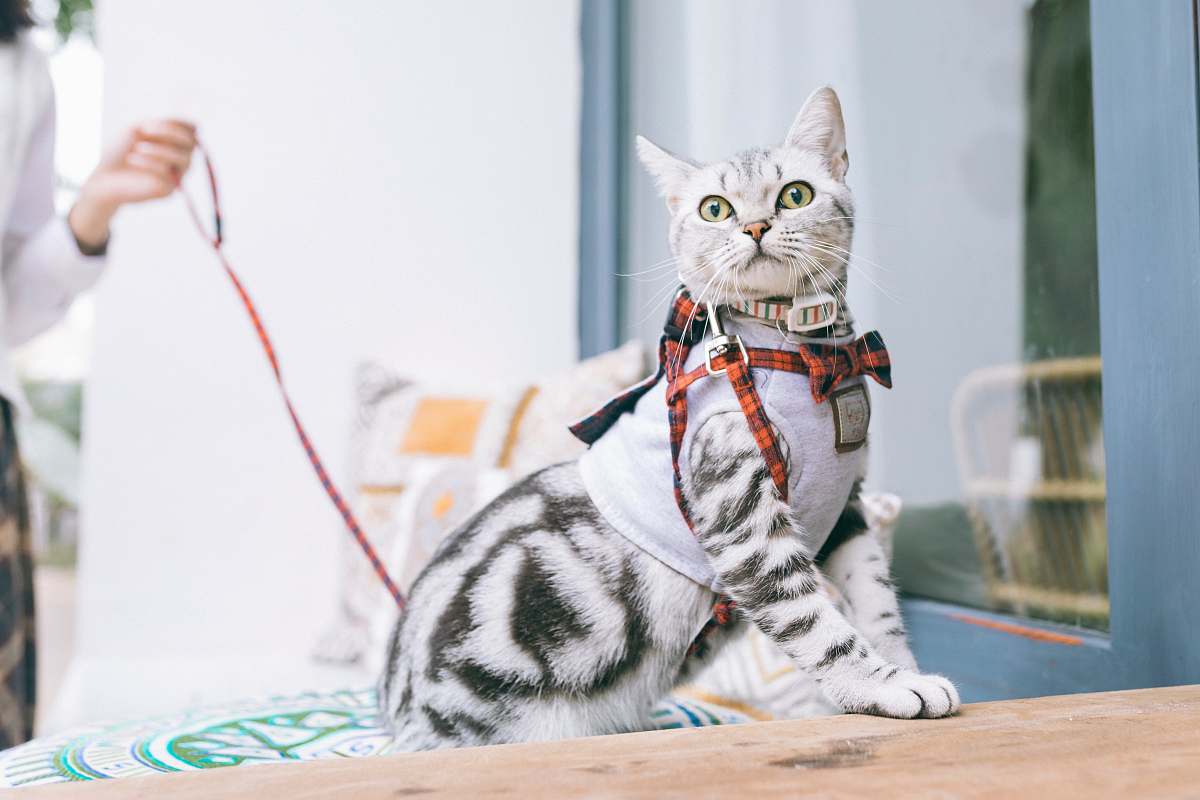 pet white and black cat mammal
