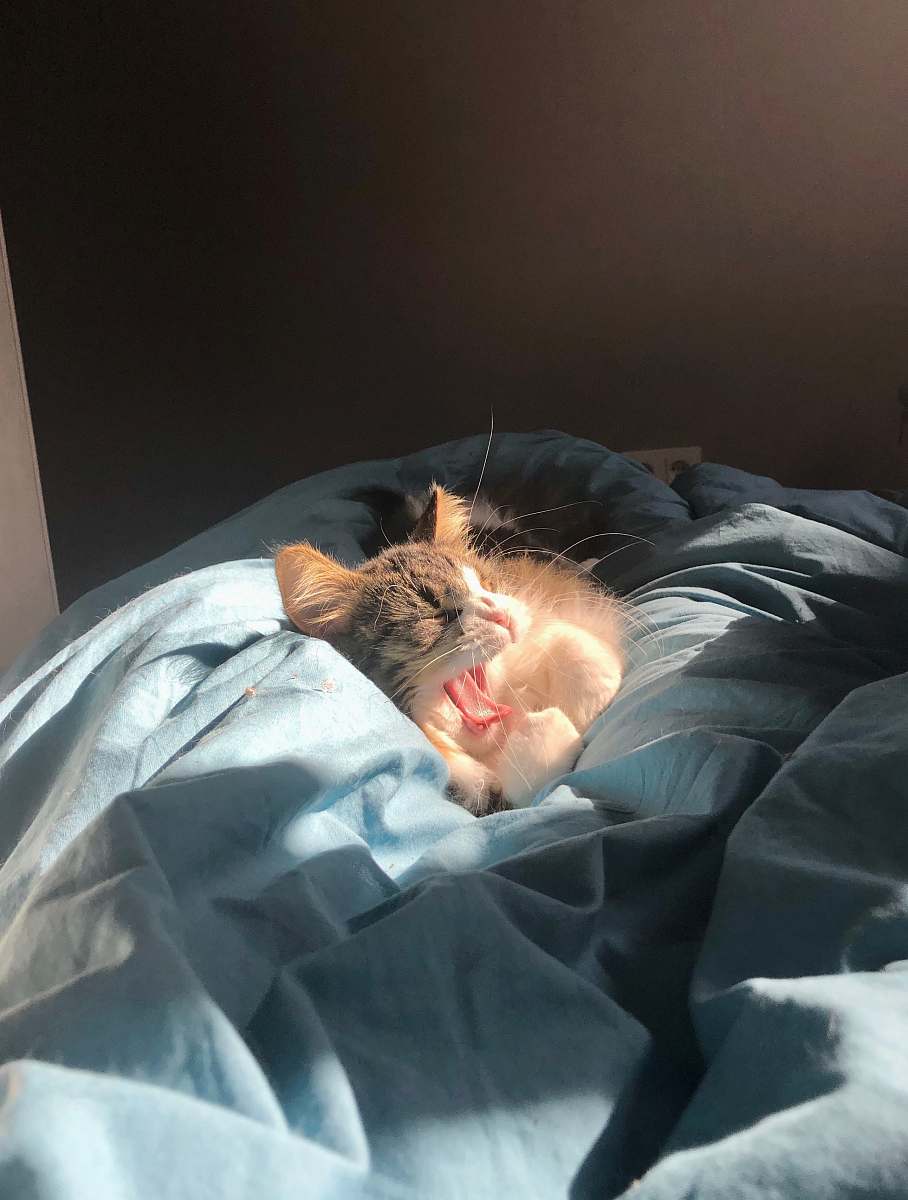 doctor grey kitten on blanket cat