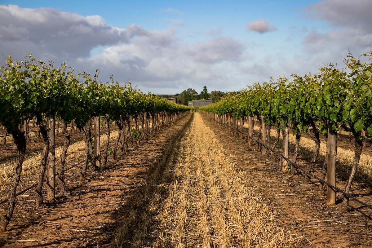 nature green leafed fruits farm field outdoors