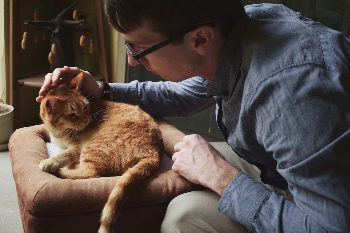 person man grabbing cat's head human