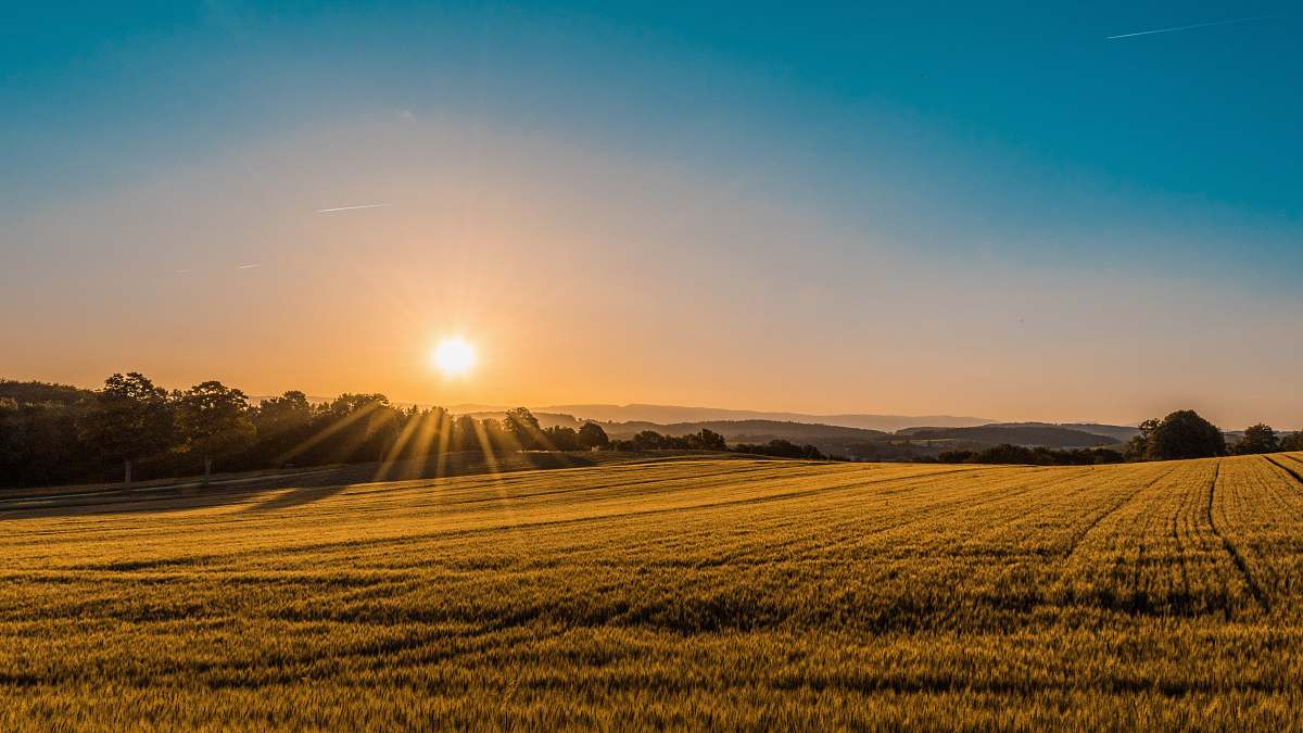 field brown field near tree during daytime sunrise