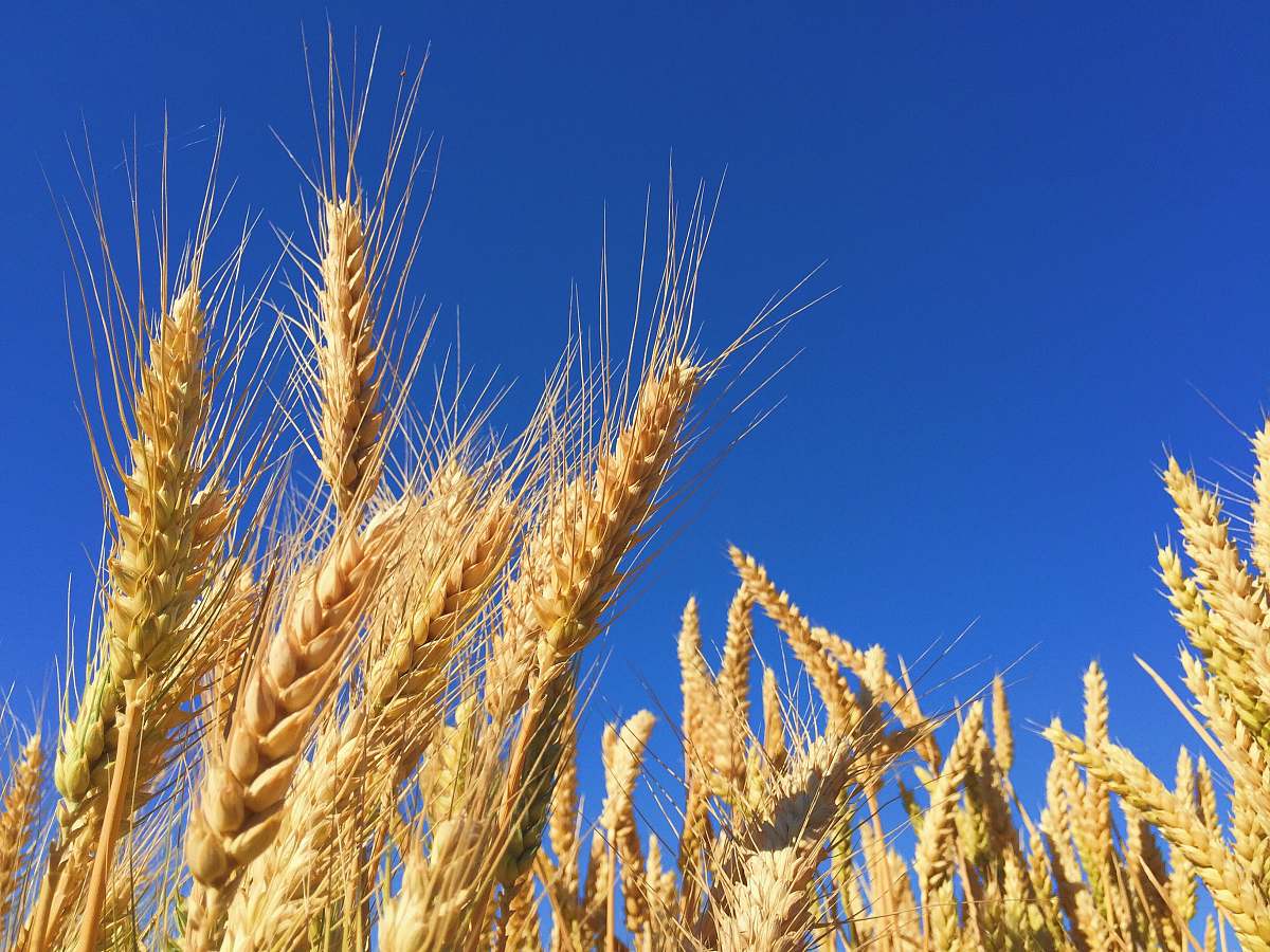field closeup photography of brown wheats grain