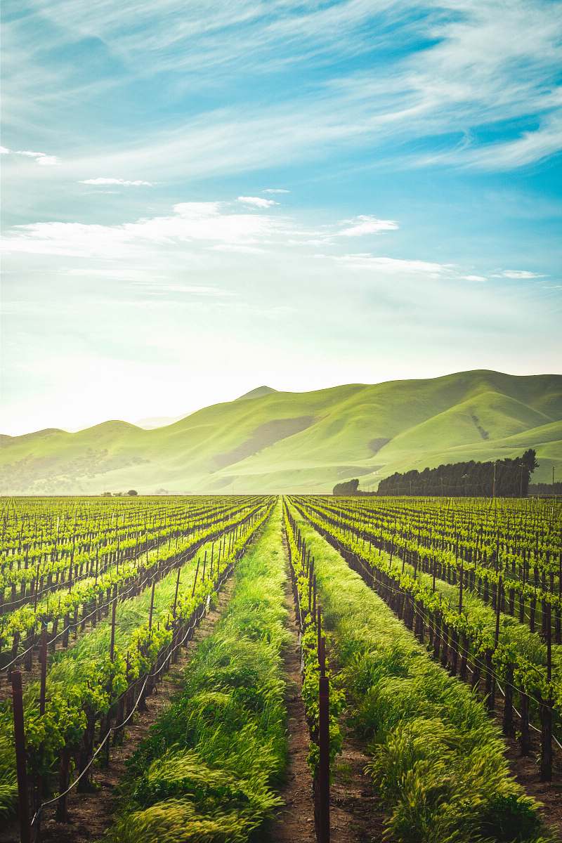 countryside green leafed plants during daytime nature