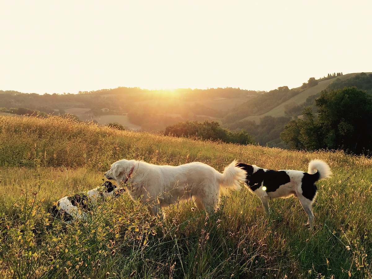 nature photography of three playing dogs on grass field outdoors