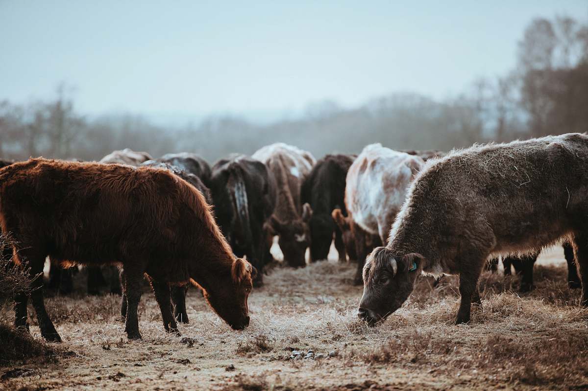 field shallow focus photography of brown cow while eating pasture