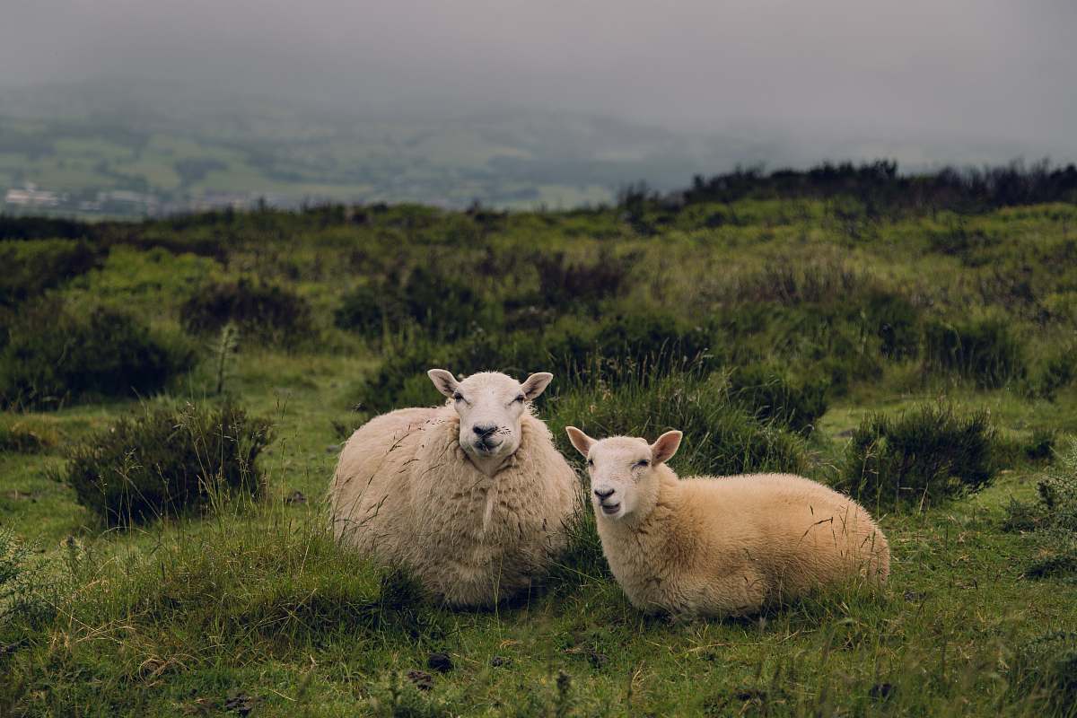 animal two brown sheep standing on grass field at daytime sheep