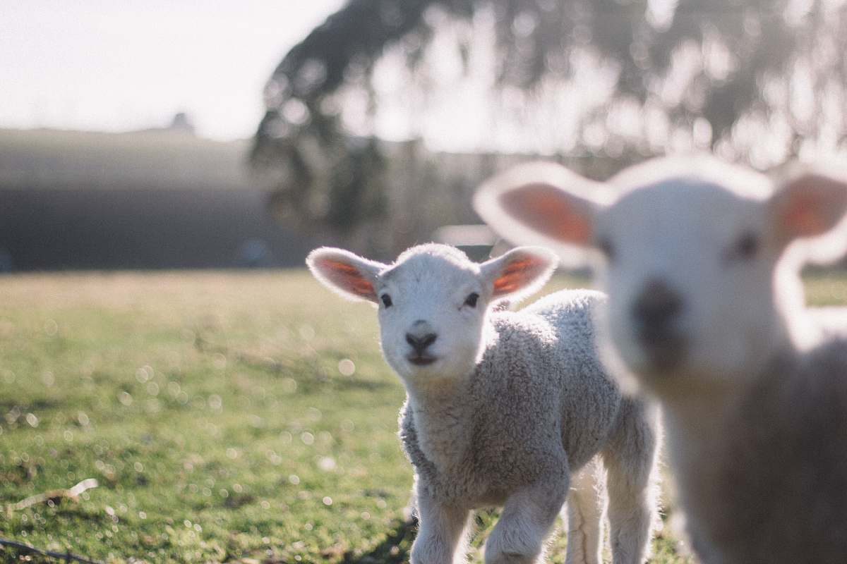 animal two white sheeps on green grass field new zealand