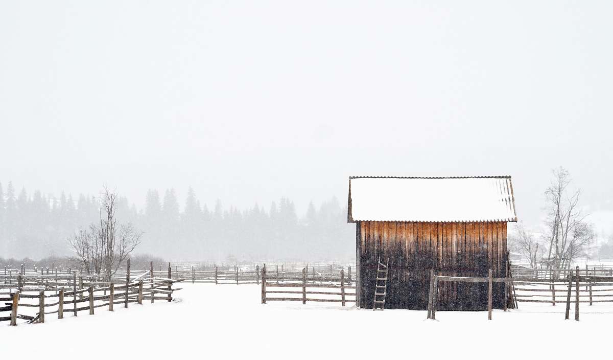 winter white and brown shed snow