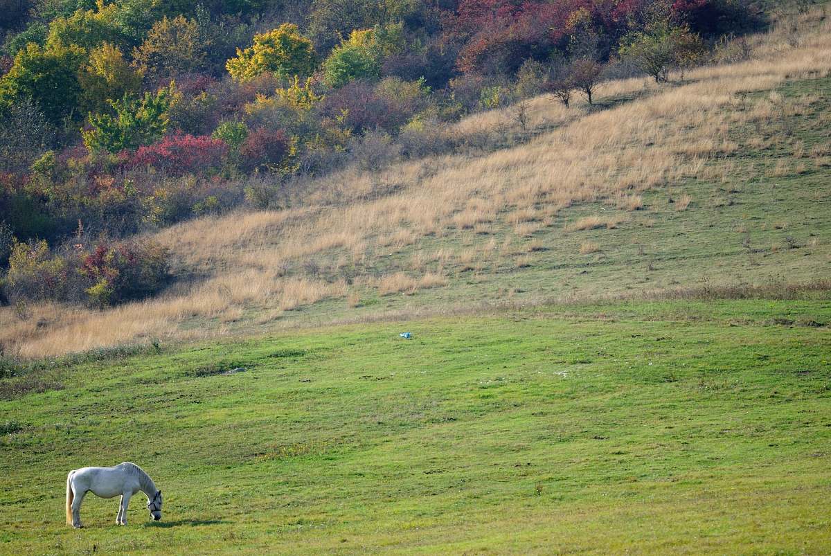 field white horse eating grass countryside