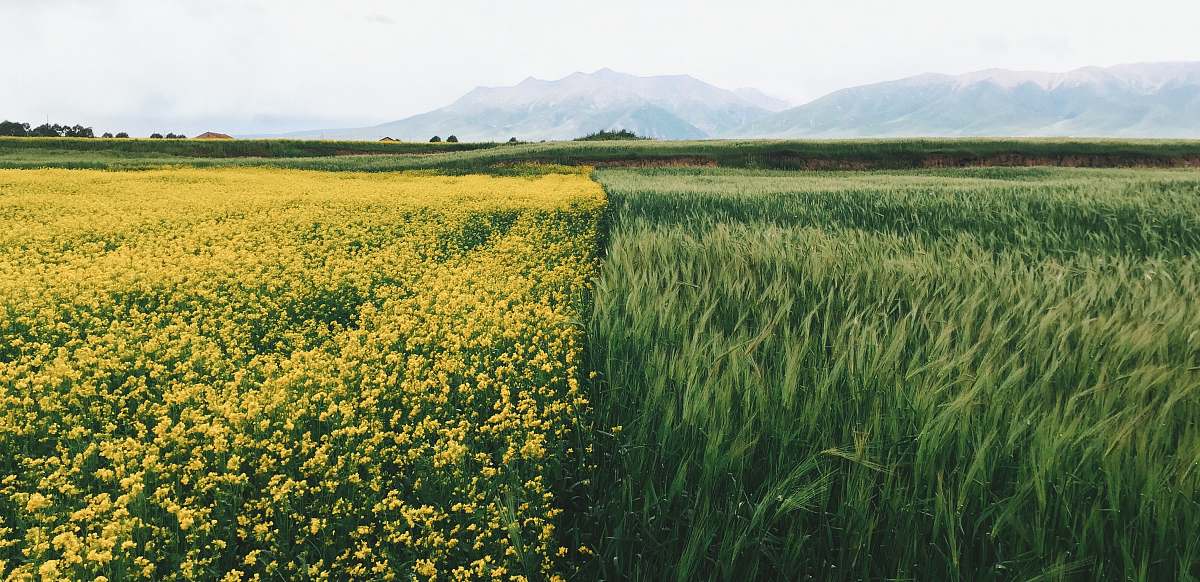 grass field of yellow petaled flowers qinghai