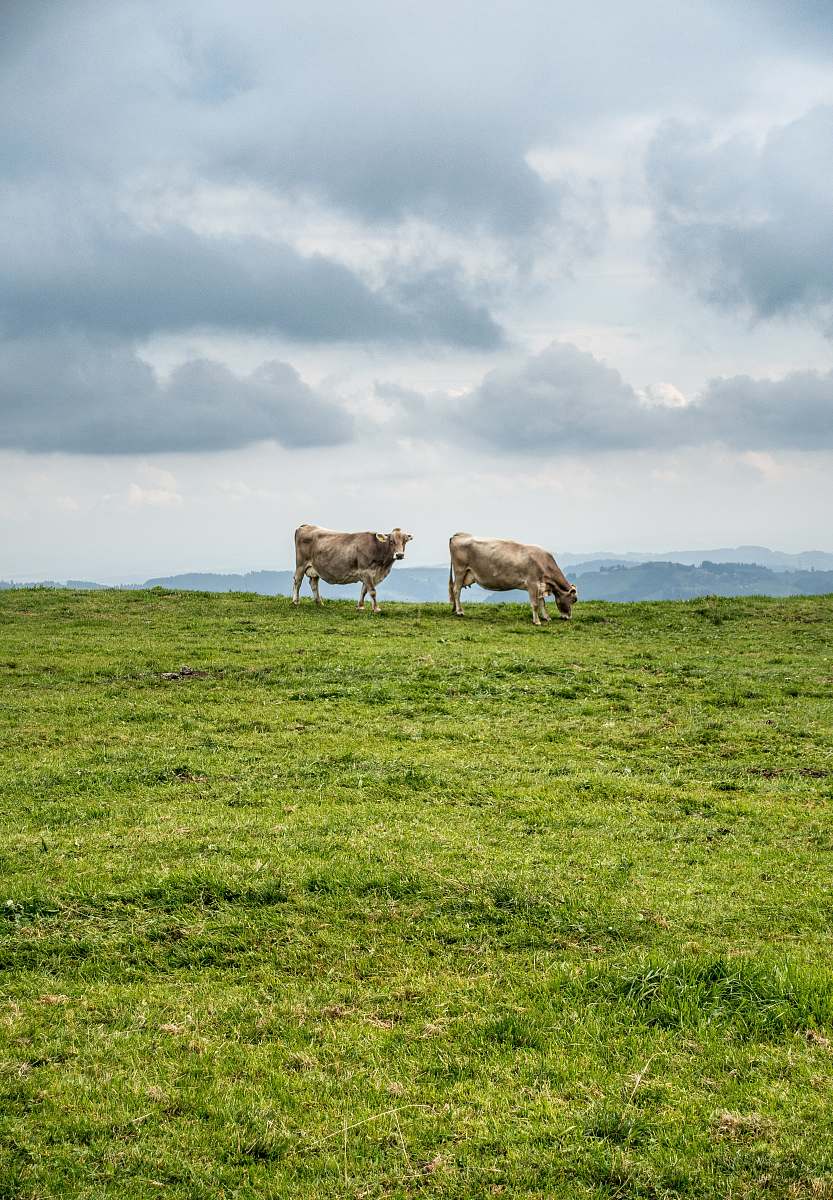 cow two cattle on green filed under white skies grassland