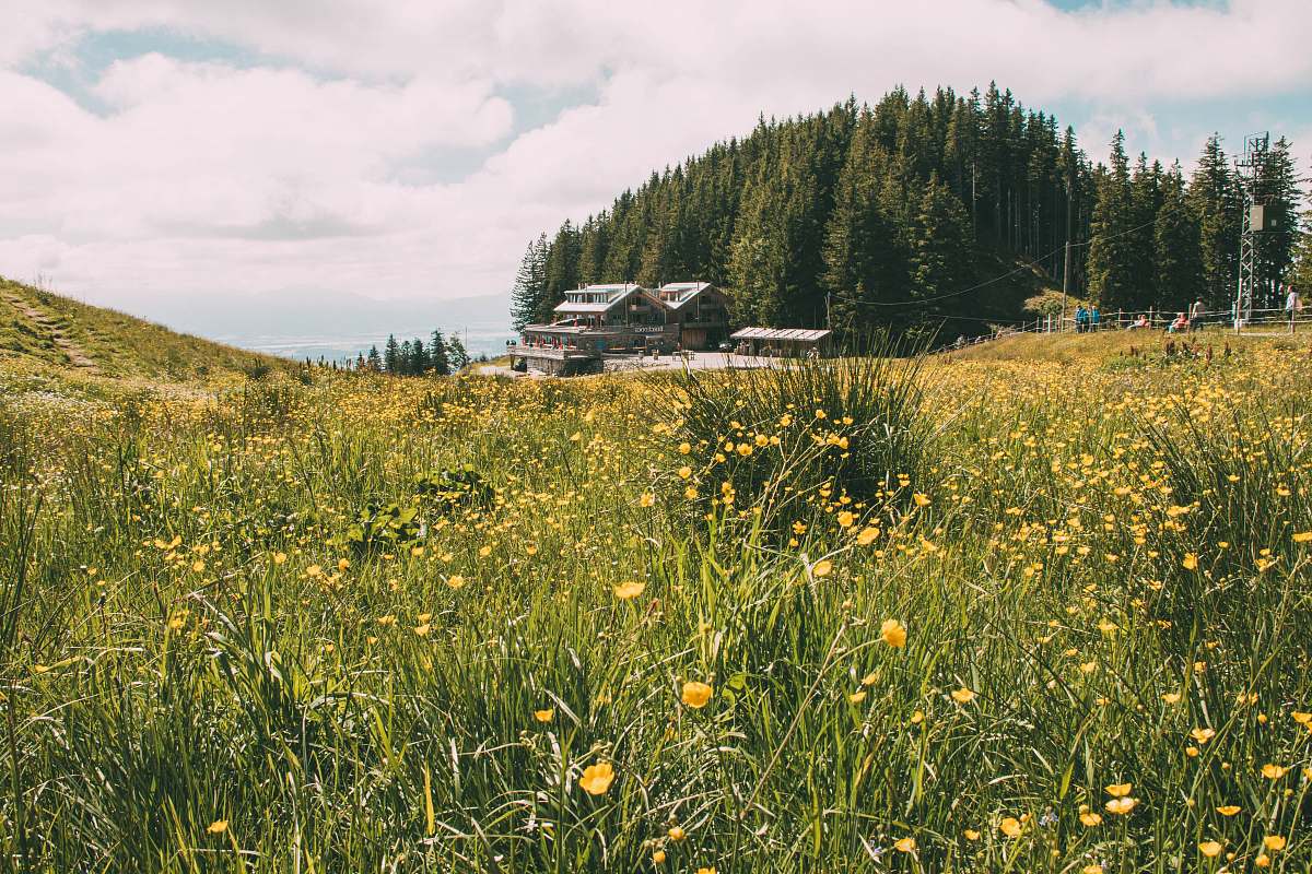 grassland yellow flower field in green field surrounded with tall and green trees outdoors