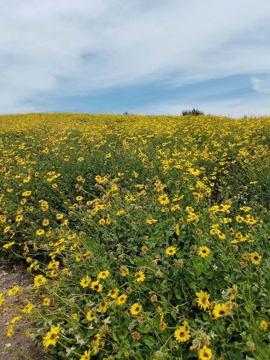 grassland yellow-petaled flowers outdoors
