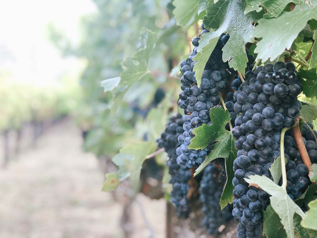 food purple grapes during daytime fruit