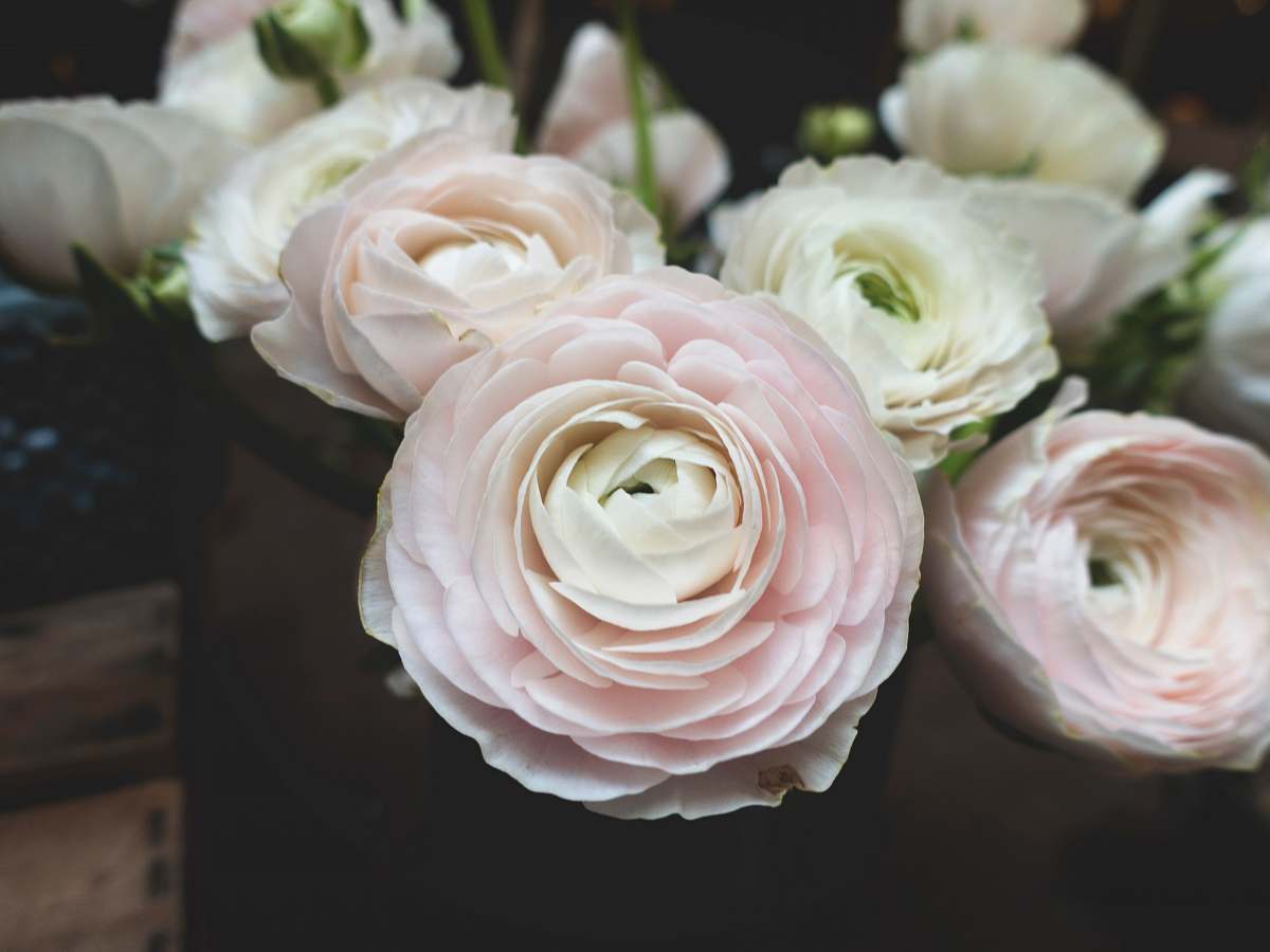 floral close-up photography of white petaled flower bouquet plant